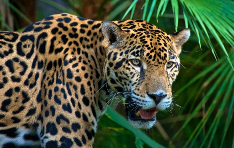 Cave Tubing and The Belize Zoo